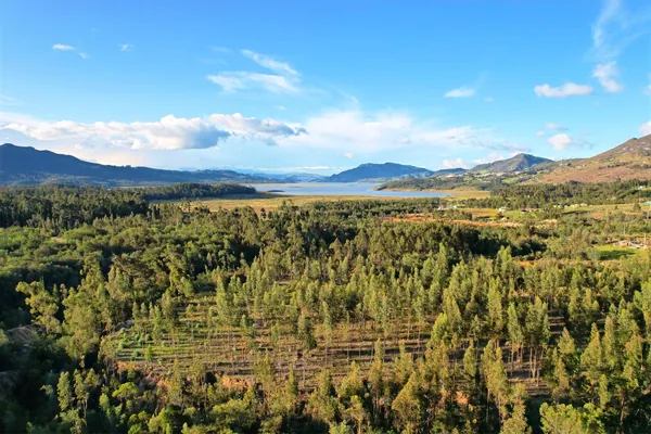 El bosque y el Embalse del Tominé